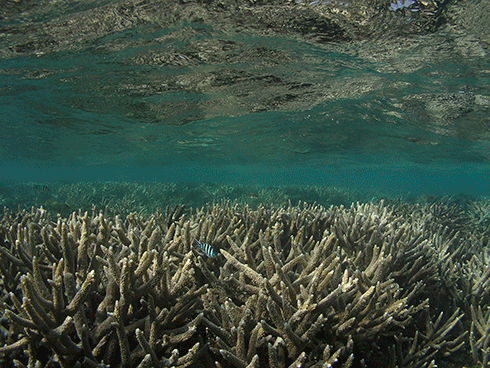 Researchers hold concerns for the Great Barrier Reef as it faces the combined effects of the natural El Nino phase, anthropogenic climate change, and the prospect of increasing coastal development.