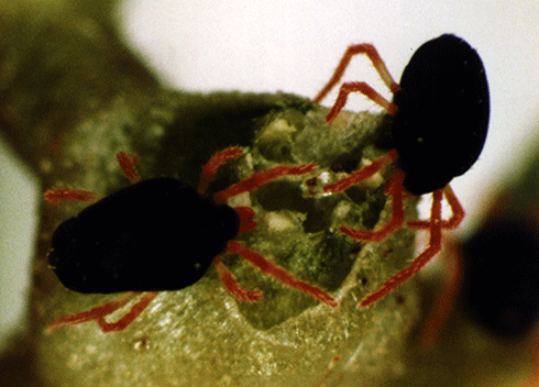 Two redlegged earth mites. Rainfall and temperature act together to regulate this mite’s egg development and hatch.