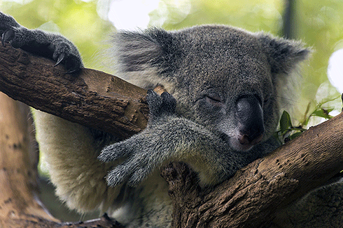 Koalas are widespread and patchily distributed over the landscape – this makes spotting them a perfect job for citizen scientists.