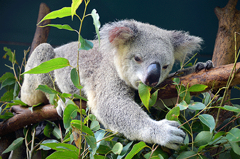 Grafting eucalypt species could result in smaller koala feed trees that do not drop limbs.