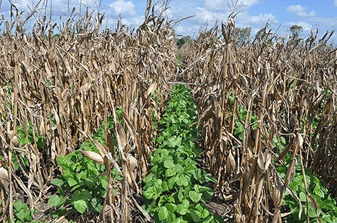 Relay cropping trial at Gatton, Queensland. Relay cropping involves sowing a second crop into a standing crop before the harvest of the first crop – here it is mungbeans into maize.