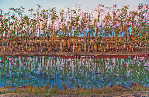 A young, even-aged stand of river red gums at sunset, Chowilla Floodplain.