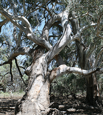 The signs of cultural landscapes wrought upon trees. An Aboriginal marker tree at Chowilla Floodplain, South Australia. The flexible branches of the young tree were deliberately intertwined so they would grow in a distorted, readily noticeable fashion. Such trees were signposts for important landscape features.