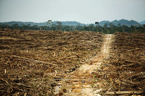 Former forest in West Kalimantan cleared for palm oil: the environments of Brazil and Indonesia have absorbed the impact of global demand for agricultural products like soy bean and palm oil. Between 2000 and 2005, deforestation in those two nations made up 64 per cent of the global loss of old-growth tropical forests..