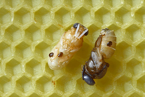 <i>Varroa destructor</i> mites on bee pupae: the brown sesame-seed-sized mite has been linked to colony collapse disorder in countries where the pest has established.