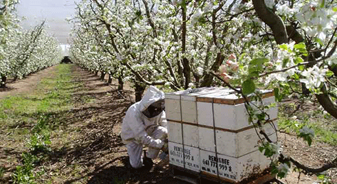 Bees ‘rented’ to an orchard for pollination services: billions of dollars worth of horticultural production annually depends in Australia having a healthy honey bee population.