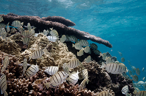 The pH of a coral reef is influenced by runoff and terrestrial inputs.