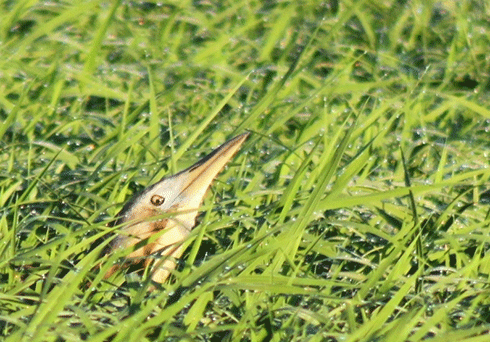 A bittern ‘freezing’ amid a rice crop at Colleambally.
