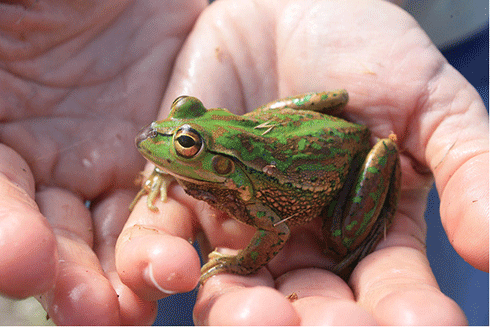 The endangered Southern Bell Frog
