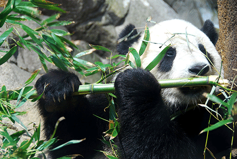 Giant pandas are not the only ones to appreciate the qualities of bamboo.