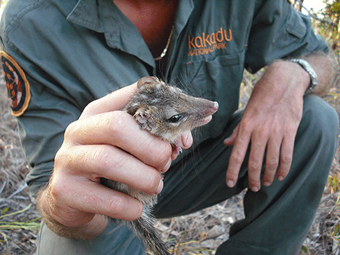 The northern quoll – one of the northern native animals disappearing due to the combined effect of large fires and feral cat predation.