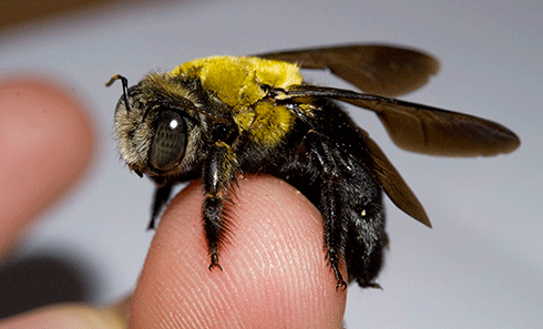 Giant carpenter bee: these warm-climate bees get their name from their habit of cutting nest burrows in soft timber such as dead mango trees. While bees are often considered a nuisance, they are among nature’s key pollinators, providing a free service to humanity by sustaining flowering plants and food crops.