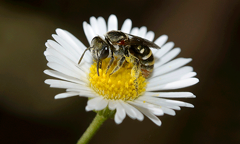 The Australian native bee, <i>Lipotriches (Austronomia) australica</i>.