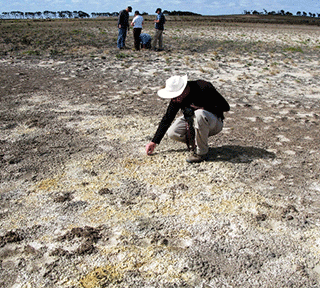 Dr Paul Shand (CSIRO and the Acid Sulfate Soils Centre) investigates one of the vast exposed lake beds in South Australia’s Lower Lakes, which have formed yellow acid sulfate soils with sulfuric material (with pH less than 2).