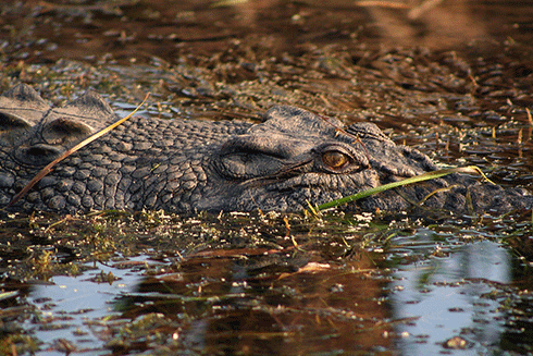 Saltwater crocodile: while not much is known about the ecology of this animal, studies overseas have shown that when caimans, a smaller relative of salties, disappeared from an ecosystem, a trophic collapse was set in train – a boom in the population of the caimans’ prey, crabs, which then decimated the fish larvae on which the crabs fed.