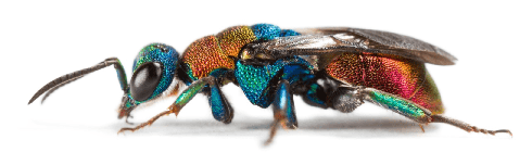 DNA was used in the search of the ancestors of today’s insects such as this Cuckoo Wasp (<i>Hedychrum nobile</i>).