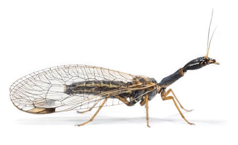 A Snakefly (<i>Dichrostigma flavipes</i>) – note how insects didn’t give up limbs to evolve wings.