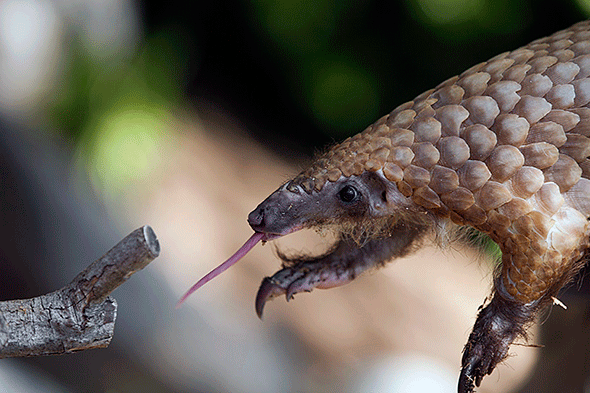 Pangolins have an extremely long tongue to find and eat their preferred diet of termites and ants.