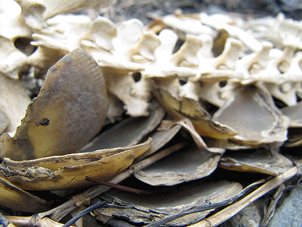 Pangolin scales and skeleton: the scales are thought to have medicinal properties.