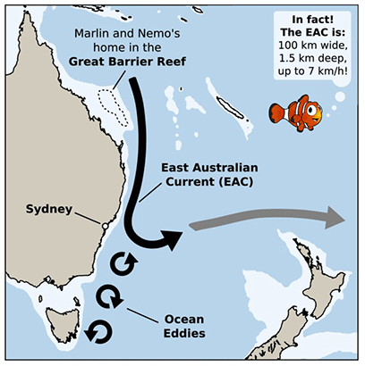 The EAC starts at the Great Barrier Reef and travels south to Sydney before turning eastward to New Zealand. Some of the water can still push southward via a series of strong eddies.