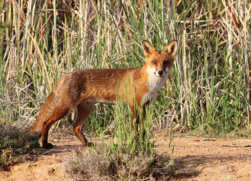 A European fox at Lake Cargelligo, NSW, Australia.