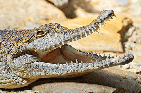 An online record of crocodile attacks on humans will inform and educate people on crocodile safety.