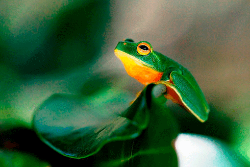 The unique identifying call of the male graceful tree frog – native to eastern Queensland, and north-eastern New South Wales – can often be heard in summer, after rain.