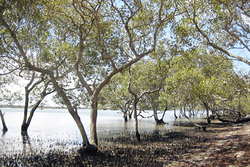 ...the sound of a mangrove community at South Stradbroke Island, or...