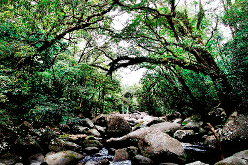 ...the soundscape of tropical rainforest in the Daintree National Park.