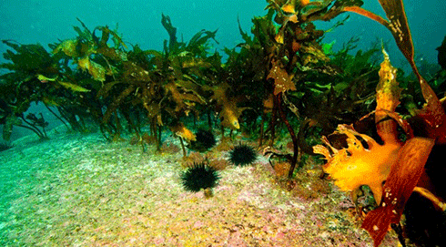 From healthy kelp beds to a barren: the impact of sea urchins in Tasmania.