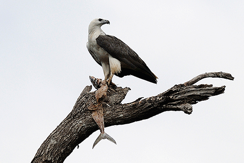 A white-bellied sea-eagle with prey, Mission Beach, Queensland