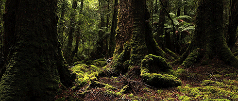 Three ancient beech trees in an old-growth forest in Tasmania: most of the world’s forest carbon resides in the woody biomass of large old trees. In fact, primary forests store 30–70 per cent more carbon than plantation and regrowth forests.