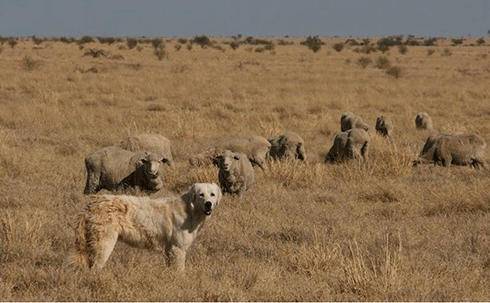 A flock ‘guardian’: Maremmas protect sheep and other livestock by scent-marking territory. This deters other territorial canines such as wild dogs and dingoes. The Maremmas may also bark and herd livestock away from predators.