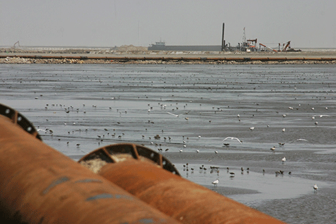 Disappearing habitat: Shorebirds feeding on former intertidal mudflats at a reclamation project in Bohai Bay, Yellow Sea, China. The area behind the dikes is no longer tidal and will eventually dry out, killing the small marine invertebrates on which the birds feed.