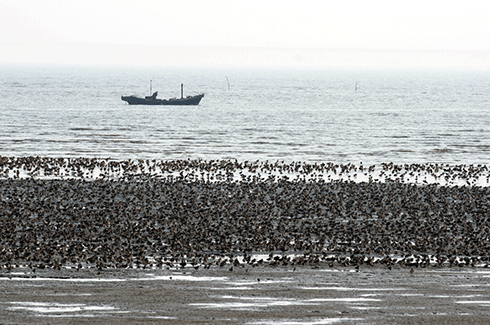 The loss of tidal flats along migratory pathways, especially staging sites (where birds must replenish their energy stores during migration for long, energetically expensive flights) can have extreme consequences for shorebird populations. For the millions of shorebirds that migrate through the East Asian-Australasian Flyway, the intertidal areas of Asia are a crucial migratory bottleneck.