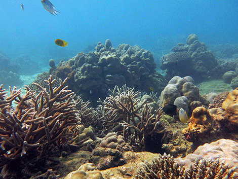A coral reef recovering from a mass bleaching event in the Seychelles.