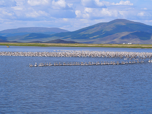 Bar-headed geese on Terkhiin Tsagaan Lake, Mongolia.