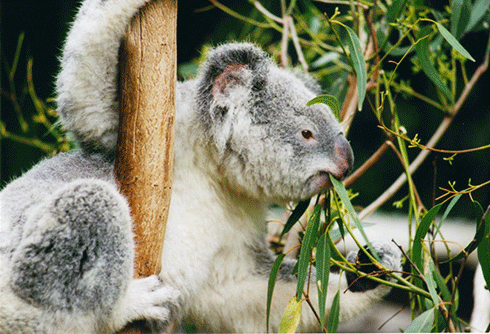 A koala foraging: The geographic range of the few eucalypt tree species eaten by koalas is decreasing due to the increasing severity and frequency of heatwaves and drought.