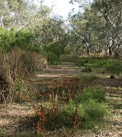 Dry lagoon on the Murray – decreased rainfall since 1993 in south-eastern Australia has been more strongly linked to climate change.