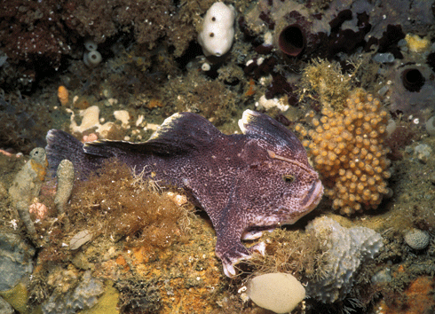 Ziebell’s handfish exists in isolated populations off eastern and southern Tasmania. Populations of several handfish species are disappearing quickly.