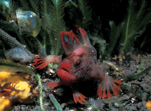 The red handfish was first collected near Port Arthur in the early 1800s. A large population discovered near Hobart in the 1990s has since has been devastated by the native sea urchin.
