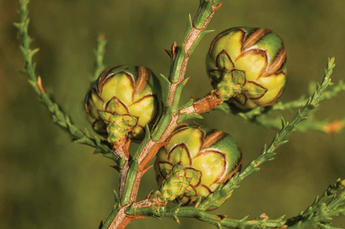 Swamp cypress (<i>Actinostrobus pyramidalis</i>), one of the species found on the Monjebup North Reserve.