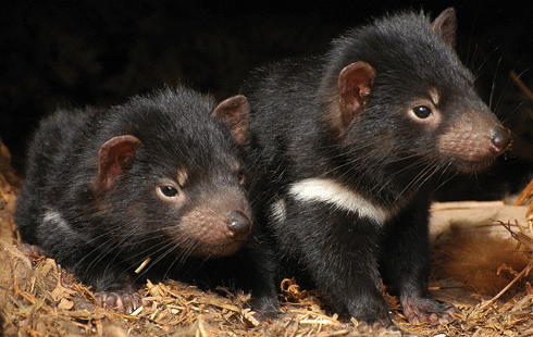 Tasmanian devil joeys.