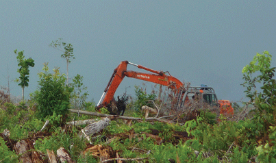 Clearing of orangutan habitat in Borneo for palm oil production.