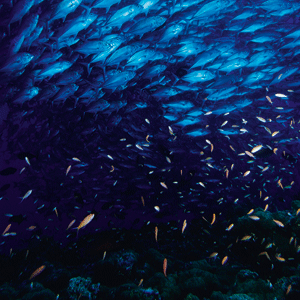 Enhanced ocean fertilisation could also impact on marine biodiversity.
