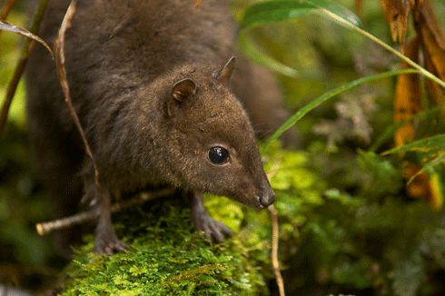 The Wallaby <i>Dorcopsulus</i> sp. nov., the world’s tiniest known member of the kangaroo family, discovered by Kristofer Helgen of the Smithsonian Institution.